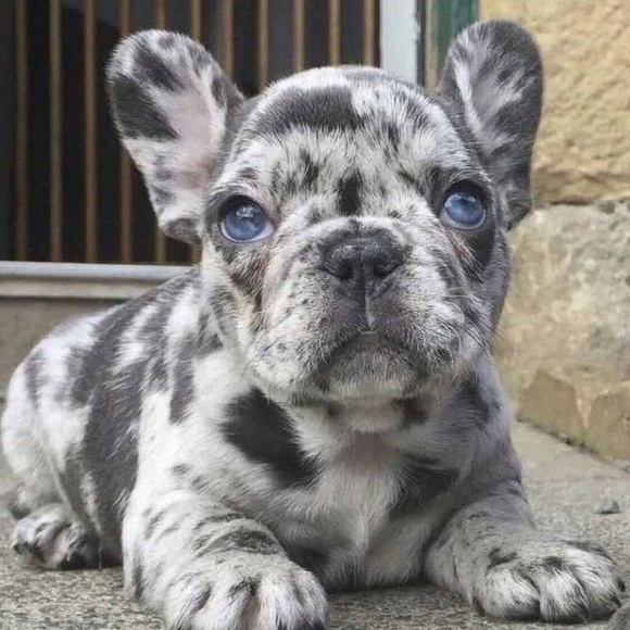 Meet your Posher, Zay - Picture 1 of 1